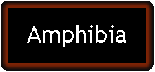 Casella di testo: Amphibia